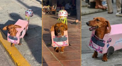¡Pura fiesta! Perrito salchicha sorprende a visitantes de la Guelaguetza con disfraz tradicional