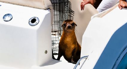 ¡Volvió a casa! Lobo marino rescatado recupera su libertad en Baja California