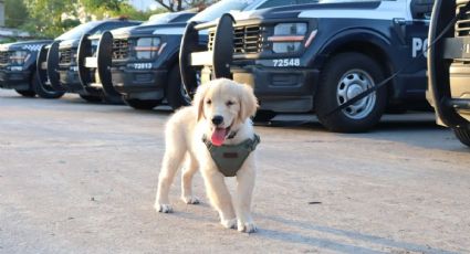 ¿Quién es Hermes? El nuevo cachorro que se une a la policía de Tabasco