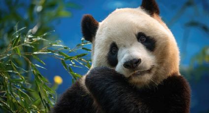 Panda conquista las redes al "bailar" bajo una cortina de agua para escapar del calor