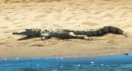 ¿Qué hacer si ves un cocodrilo? Emiten alerta para Puerto Vallarta y Bahía de Banderas