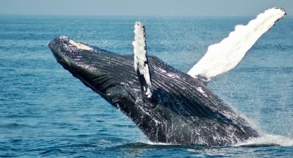 Día Mundial de las Ballenas y los Delfines: playas de México para hacer avistamientos