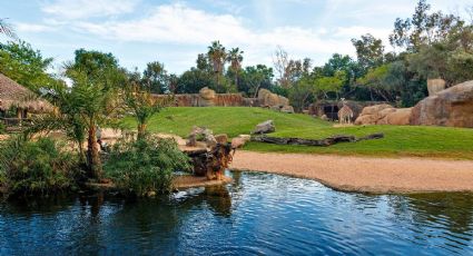 El bioparque de Hidalgo con aguas termales para convivir con animales por 150 pesos