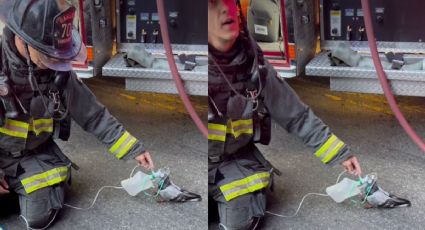 ¡Rescate de altura! Bomberos auxiliaron con oxígeno a una paloma tras un incendio en EU