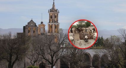 El pueblito del edomex que resguarda el primer santuario de burros en América