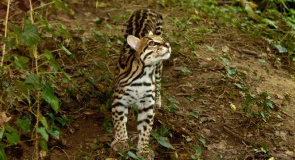 ¡Pequeño sobreviviente! Salvan a un cachorro de ocelote tras quedar huérfano en Oaxaca