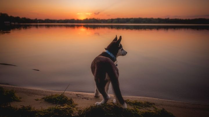 ¡Vacaciones perrunas! Destinos pet friendly para disfrutar vacaciones en México