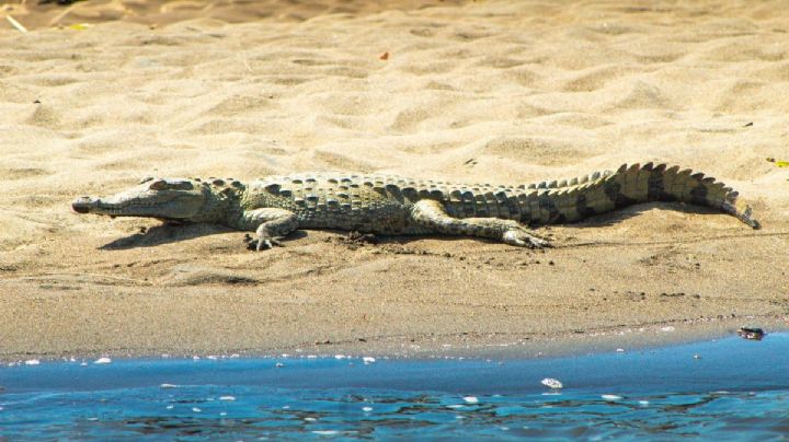 ¿Qué hacer si ves un cocodrilo? Emiten alerta para Puerto Vallarta y Bahía de Banderas