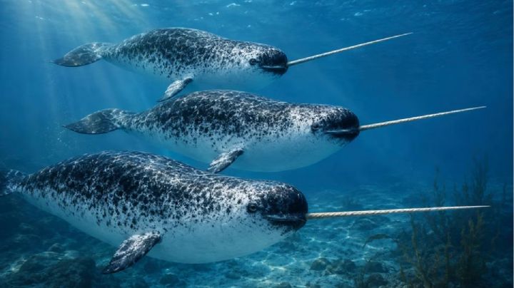 ¿Dónde ver narvales? Los mejores lugares del mundo para observar al unicornio del mar