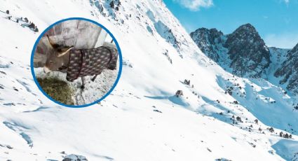 ¡Sobrevivió! Rescatan a un burro que quedó atrapado bajo más de 1.5 metros de nieve en Chile