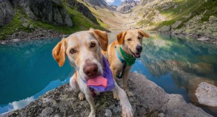 ¡Planes de amigos! El campamento de Hidalgo para disfrutar una aventura con tu perrito