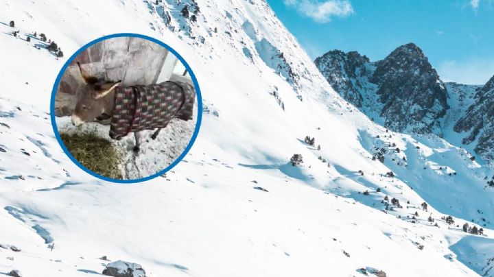 ¡Sobrevivió! Rescatan a un burro que quedó atrapado bajo más de 1.5 metros de nieve en Chile