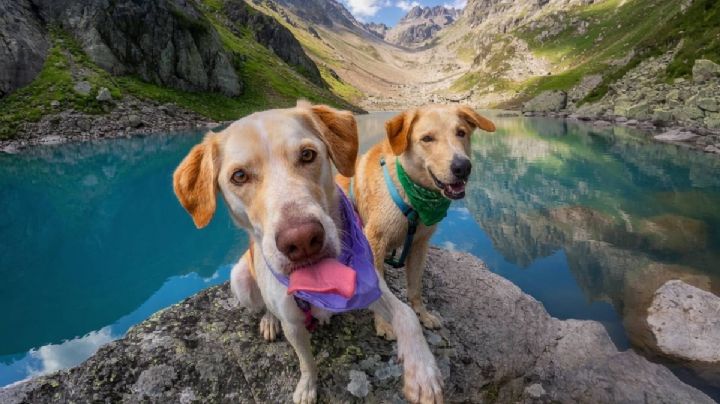 ¡Planes de amigos! El campamento de Hidalgo para disfrutar una aventura con tu perrito