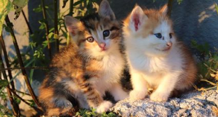 Llega el primer Michi Fest para los amantes de los gatos en Puebla: cuándo y dónde será