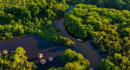 Día de la Conservación de Manglares: navega en lancha entre 700 especies en este paraíso de Nayarit