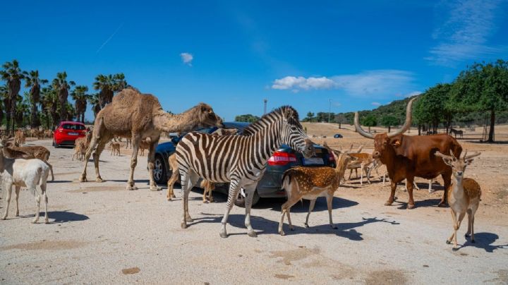 ¡Al rescate! Así fue la evacuación de cientos de animales durante incendios en España