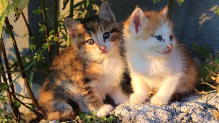 Llega el primer Michi Fest para los amantes de los gatos en Puebla: cuándo y dónde será