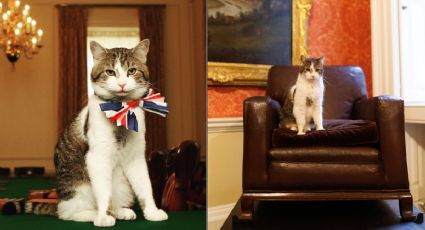 Larry, el gato más famoso del Reino Unido que vive en la histórica residencia de los primeros ministros