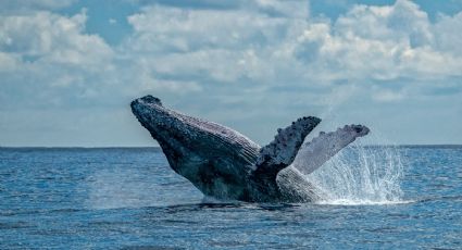 ¡Ayuda oportuna! Rescatan a una ballena jorobada atrapada en una red en Baja California Sur