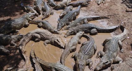 ¡Visitantes inesperados! Cocodrilos sorprendieron a habitantes durante inundaciones en India