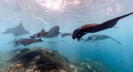 ¡Qué belleza! Captan un grupo de mantarrayas nadando en playas de Acapulco