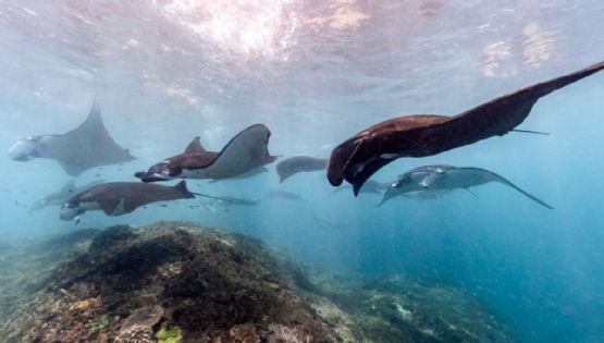 ¡Qué belleza! Captan un grupo de mantarrayas nadando en playas de Acapulco