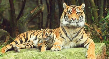 Día del Tigre: ¿Dónde puedes ver tigres gratis en la CDMX?