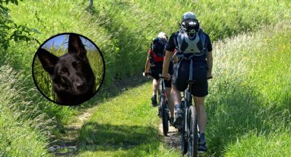 ¡Corrió más de 40 kilómetros y encontró hogar! La historia del perrito que acompañó a unos ciclistas