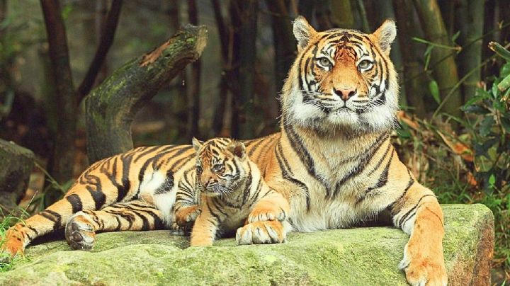 Día del Tigre: ¿Dónde puedes ver tigres gratis en la CDMX?