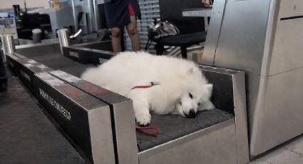 ¡No aguantó el viaje! Perrito se queda dormido sobre la banda de equipaje del aeropuerto
