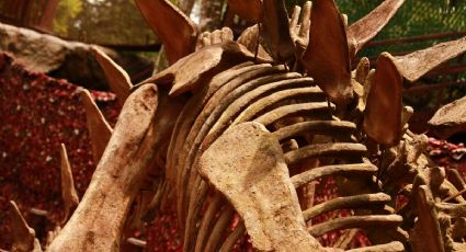 ¡Viaje jurásico! Chasmosaurus, el dinosaurio prehistórico que puedes ver en Chihuahua