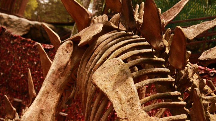 ¡Viaje jurásico! Chasmosaurus, el dinosaurio prehistórico que puedes ver en Chihuahua