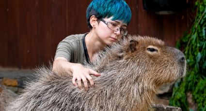 ¡Puro amor! Captan a un capibara recibiendo cariños antes de su examen médico en el zoológico
