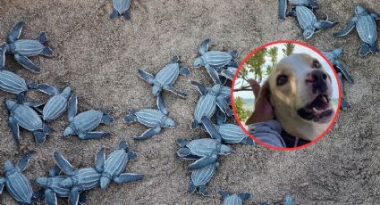 ¡Adiós a Manchas! El perrito que se convirtió en el guardián de las tortugas marinas en Yucatán