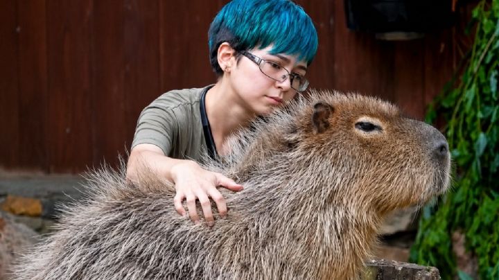 ¡Puro amor! Captan a un capibara recibiendo cariños antes de su examen médico en el zoológico
