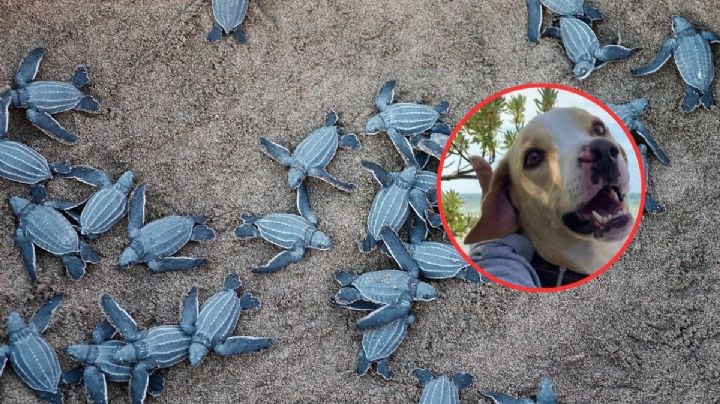 ¡Adiós a Manchas! El perrito que se convirtió en el guardián de las tortugas marinas en Yucatán