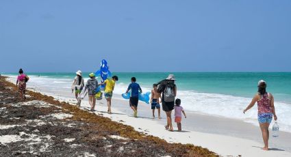 Sargazo en Quintana Roo: qué es y cómo mantienen limpias las playas para los turistas