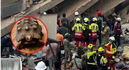 Pascualina, la tortuga que sobrevivió 35 días bajo los escombros tras los sismos en Venezuela