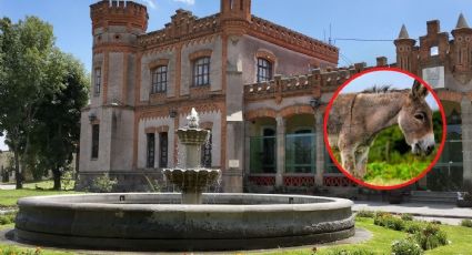 Huamantla se prepara para la tradicional Carrera de Burros 2026: cuándo y dónde