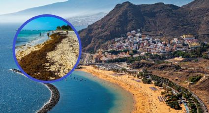 Así será la Estrategia de Atención y Manejo de Sargazo para dar nueva vida al Caribe mexicano