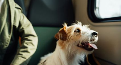 La aerolínea exclusiva para perros donde los humanos son acompañantes: ¿a qué destinos vuela?