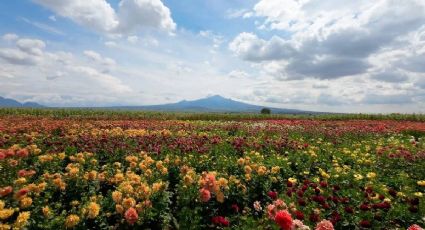 El jardín de dalias que florece en verano y pinta de colores este Pueblo Mágico