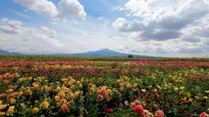 El jardín de dalias que florece en verano y pinta de colores este Pueblo Mágico