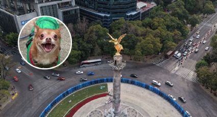 ¡Los aficionados más tiernos! Perritos chihuahua se suman a la fiebre por la Selección Mexicana