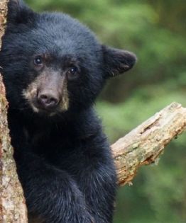 ¡Increíble encuentro! Cámara capta escenas fascinantes del oso negro en los bosques de Chihuahua