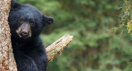 ¡Increíble encuentro! Cámara capta escenas fascinantes del oso negro en los bosques de Chihuahua