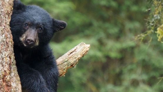 ¡Increíble encuentro! Cámara capta escenas fascinantes del oso negro en los bosques de Chihuahua
