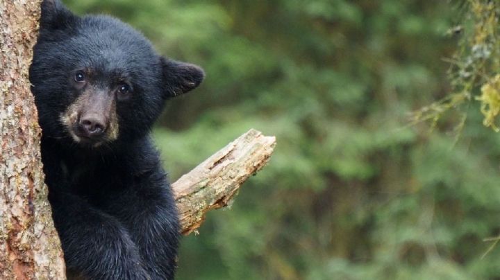 ¡Increíble encuentro! Cámara capta escenas fascinantes del oso negro en los bosques de Chihuahua
