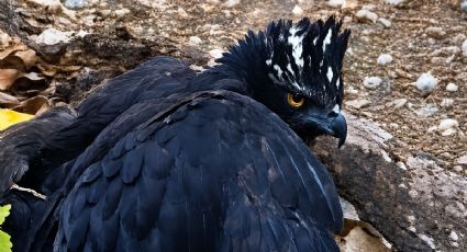 ¡Un tesoro de los cielos! El águila tirana es captada por primera vez en la Sierra Gorda