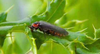 ¡Una pequeña maravilla! Hallan una especie de luciérnaga que ilumina la biodiversidad de México